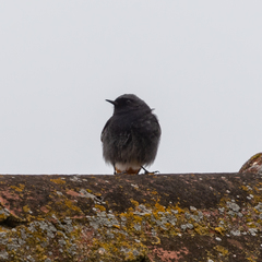 Phoenicurus ochruros