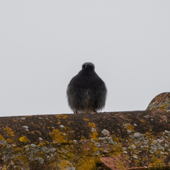 Phoenicurus ochruros