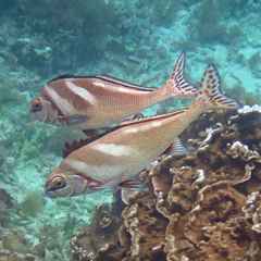 Morwong ephippium