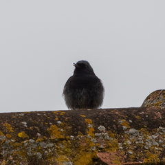 Phoenicurus ochruros