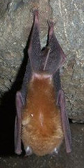 Yangochiroptera