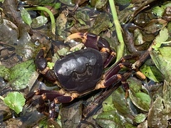 Geothelphusa miyazakii