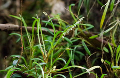 Stelis pusilla