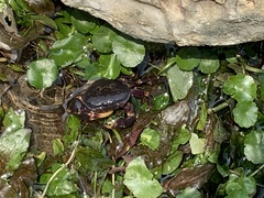 Geothelphusa miyazakii