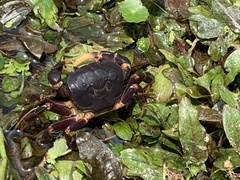 Geothelphusa miyazakii
