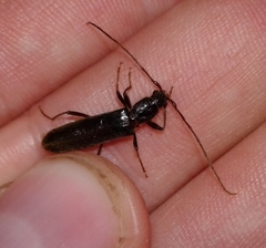 Haplidus testaceus