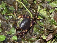Geothelphusa miyazakii