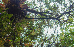 Weinmannia mariquitae