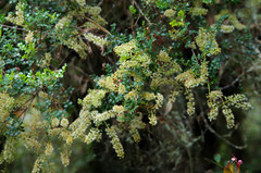 Weinmannia mariquitae