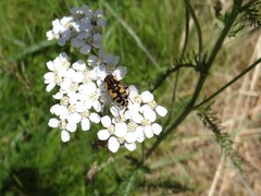 Helophilus obscurus