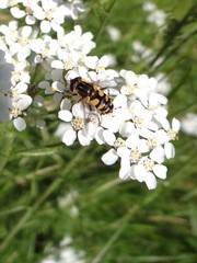 Helophilus obscurus