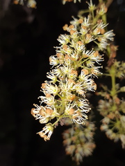 Weinmannia mariquitae