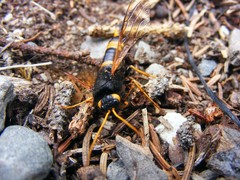 Urocerus flavicornis