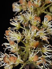Weinmannia mariquitae