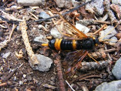 Urocerus flavicornis