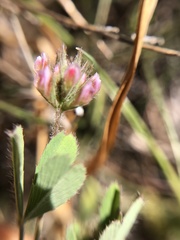 Trifolium bifidum decipiens