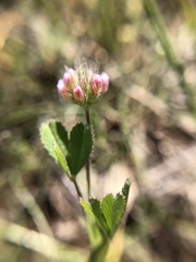 Trifolium bifidum decipiens