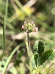 Trifolium bifidum decipiens