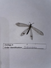 Glenoleon meteoricus