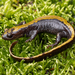 Eastern Long-toed Salamander - Photo (c) Bryan Maltais, some rights reserved (CC BY-NC), uploaded by Bryan Maltais