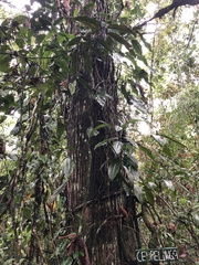 Cedrelinga cateniformis