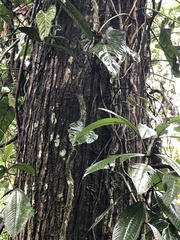 Cedrelinga cateniformis