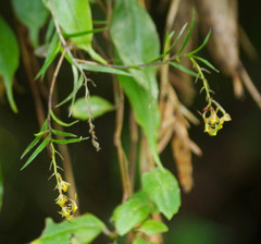Epidendrum angustissimum