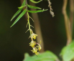 Epidendrum angustissimum