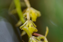 Epidendrum angustissimum