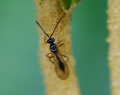 Belytinae
