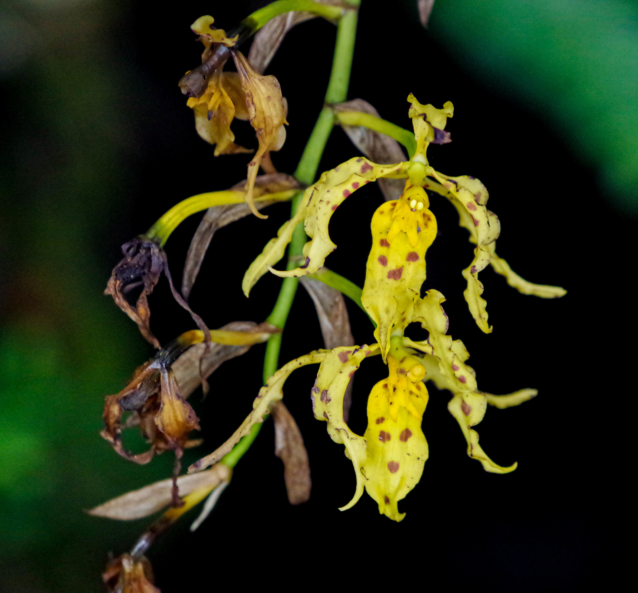 Cyrtochilum pardinum Lindl. 4