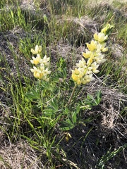 Lupinus densiflorus