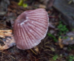 Mycena holoporphyra
