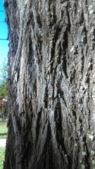 Eucalyptus crebra