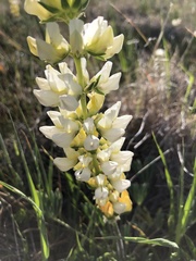Lupinus densiflorus
