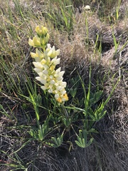 Lupinus densiflorus
