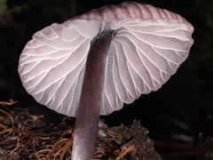 Mycena holoporphyra