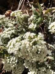 Ageratina paupercula