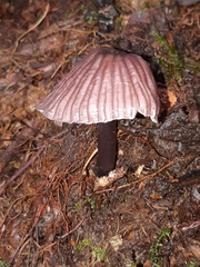 Mycena holoporphyra