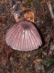 Mycena holoporphyra