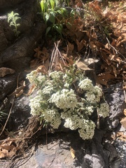 Ageratina paupercula