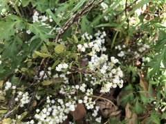 Ageratina paupercula