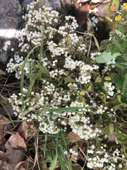 Ageratina paupercula