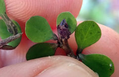 Pittosporum obcordatum