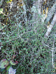 Pittosporum obcordatum