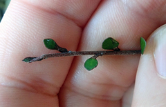 Pittosporum obcordatum