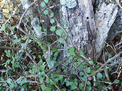 Pittosporum obcordatum