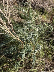 Astragalus asymmetricus