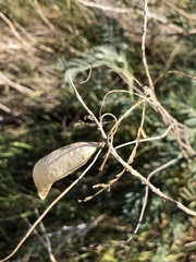 Astragalus asymmetricus