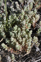 Sedum nuttallii